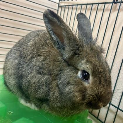 Luke Skyhopper, Adoptable, Adult Male Bunny Rabbit & Bunny Rabbit.