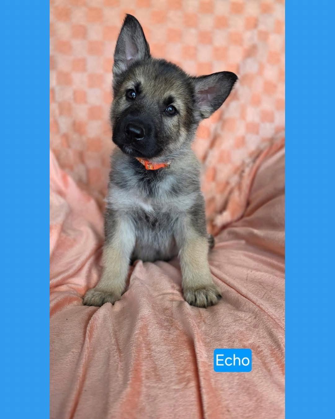 Echo, Adoptable, Puppy Male Shepherd & Pit Bull Terrier.