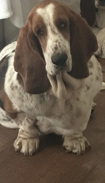Natalie, Adopted, Senior Female Basset Hound.