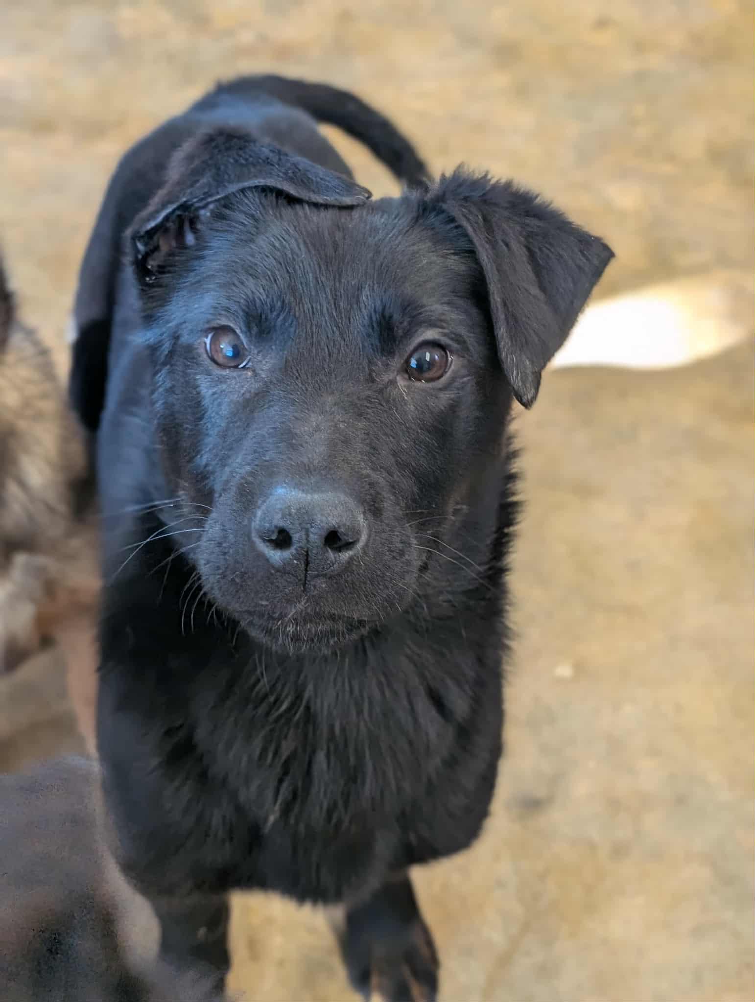 Pi, adopted, Puppy Male German Shepherd Dog.