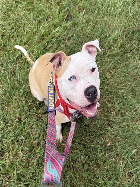 Enlarge ICE CREAM, a Adoptable mixed breed in Charlotte, NC image 1/1