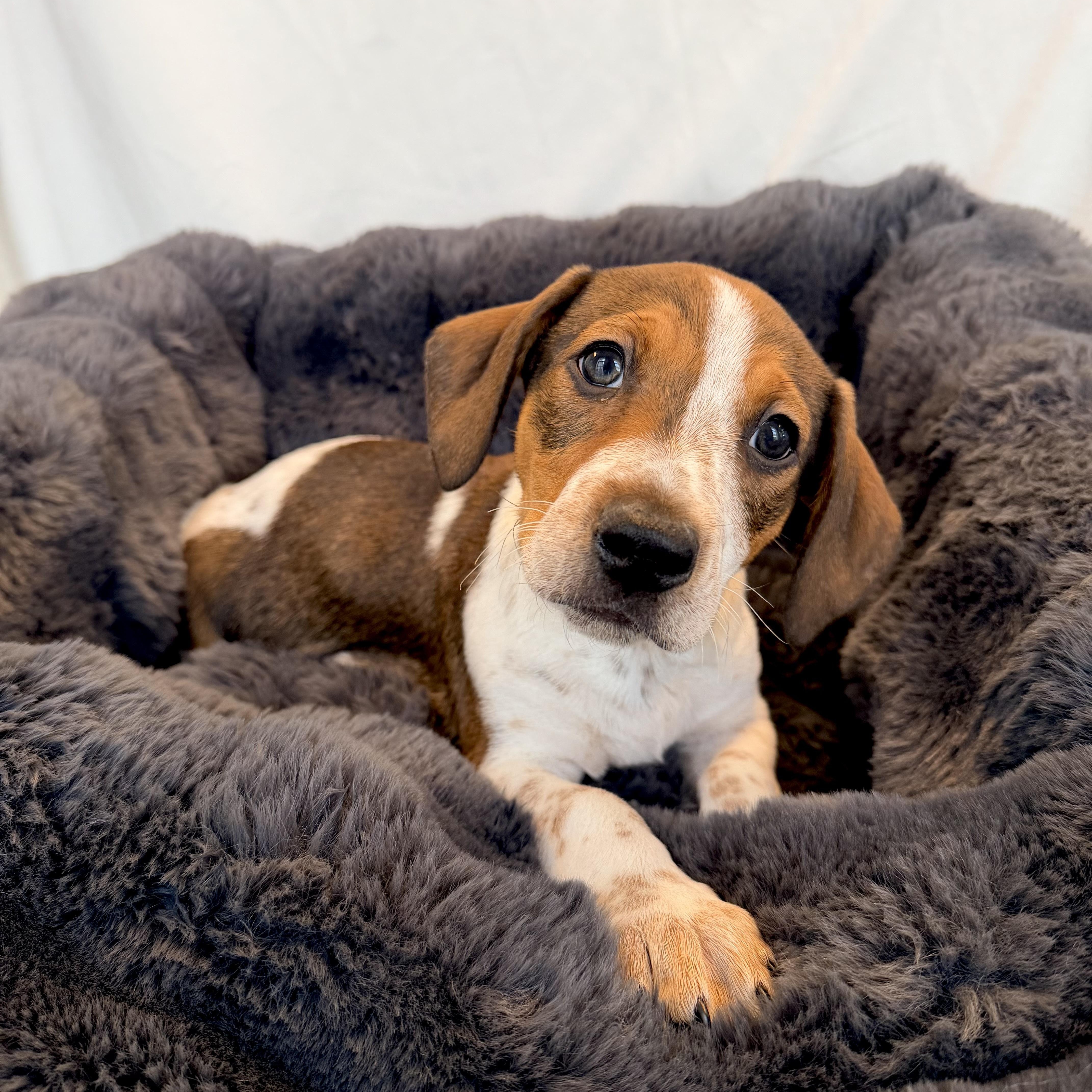 Evans, an adopted Mixed Breed in Canal Winchester, OH image 2/2