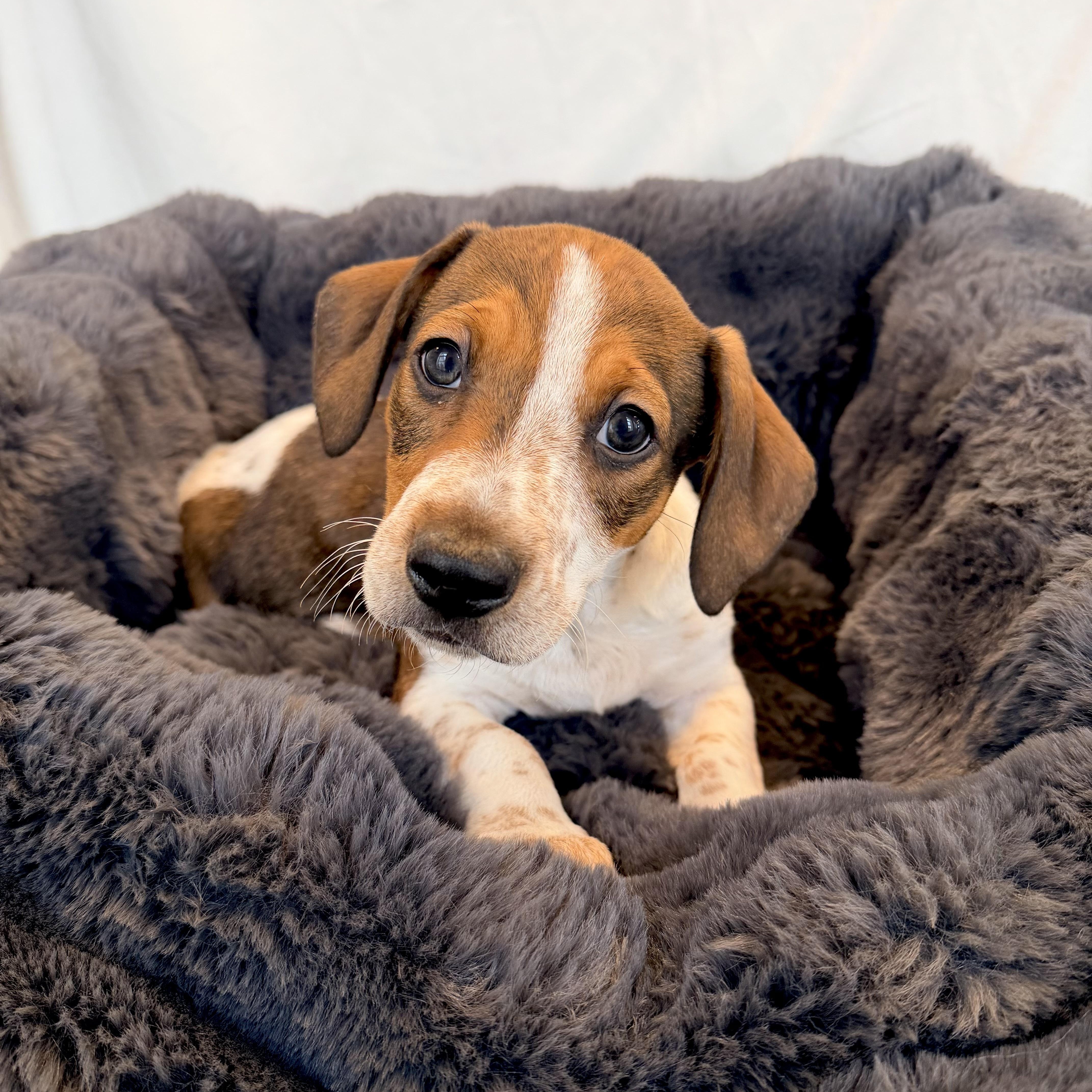 Evans, adopted, Puppy Male Mixed Breed.