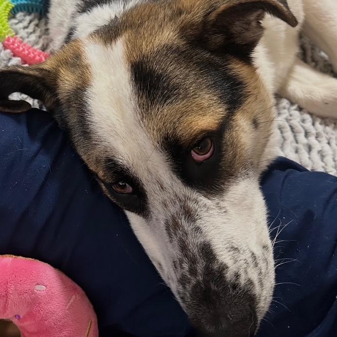 Franklin thumbnail 3