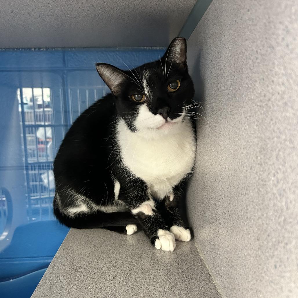 Cagney, Adoptable, Adult Female Domestic Short Hair.