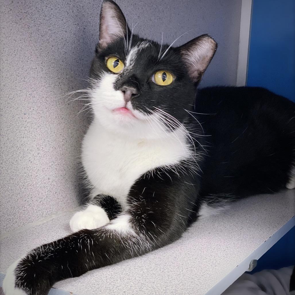 Enlarge Cagney, a Adoptable Domestic Short Hair in Huntsville, AL image 2/6