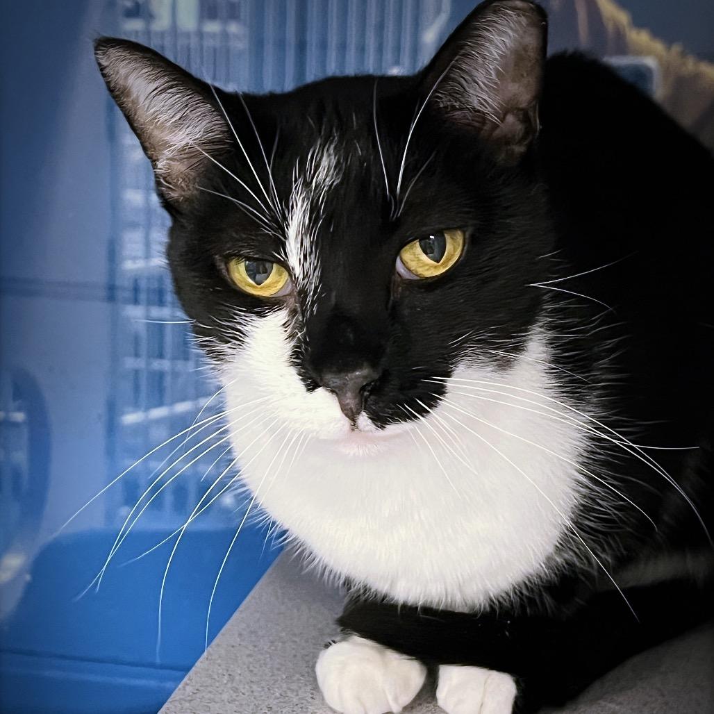 Enlarge Cagney, a Adoptable Domestic Short Hair in Huntsville, AL image 3/6