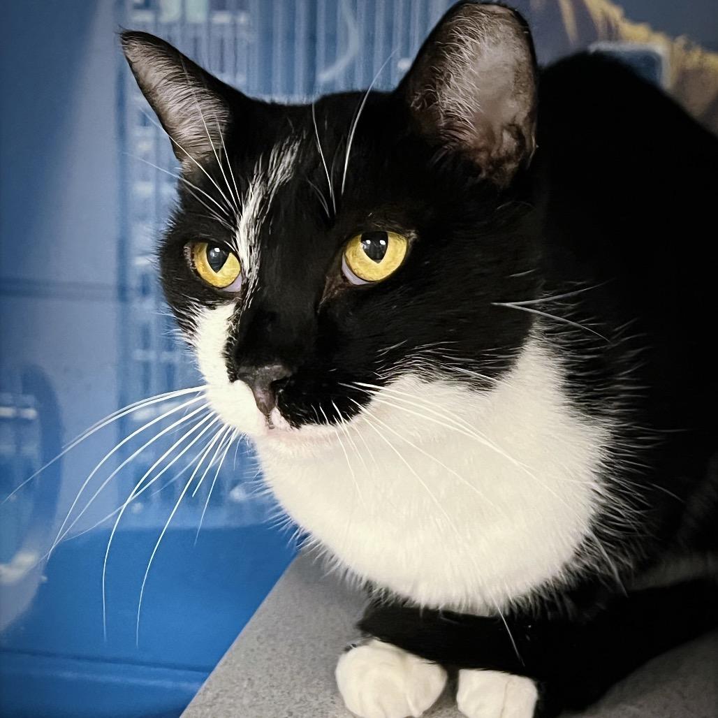 Enlarge Cagney, a Adoptable Domestic Short Hair in Huntsville, AL image 4/6