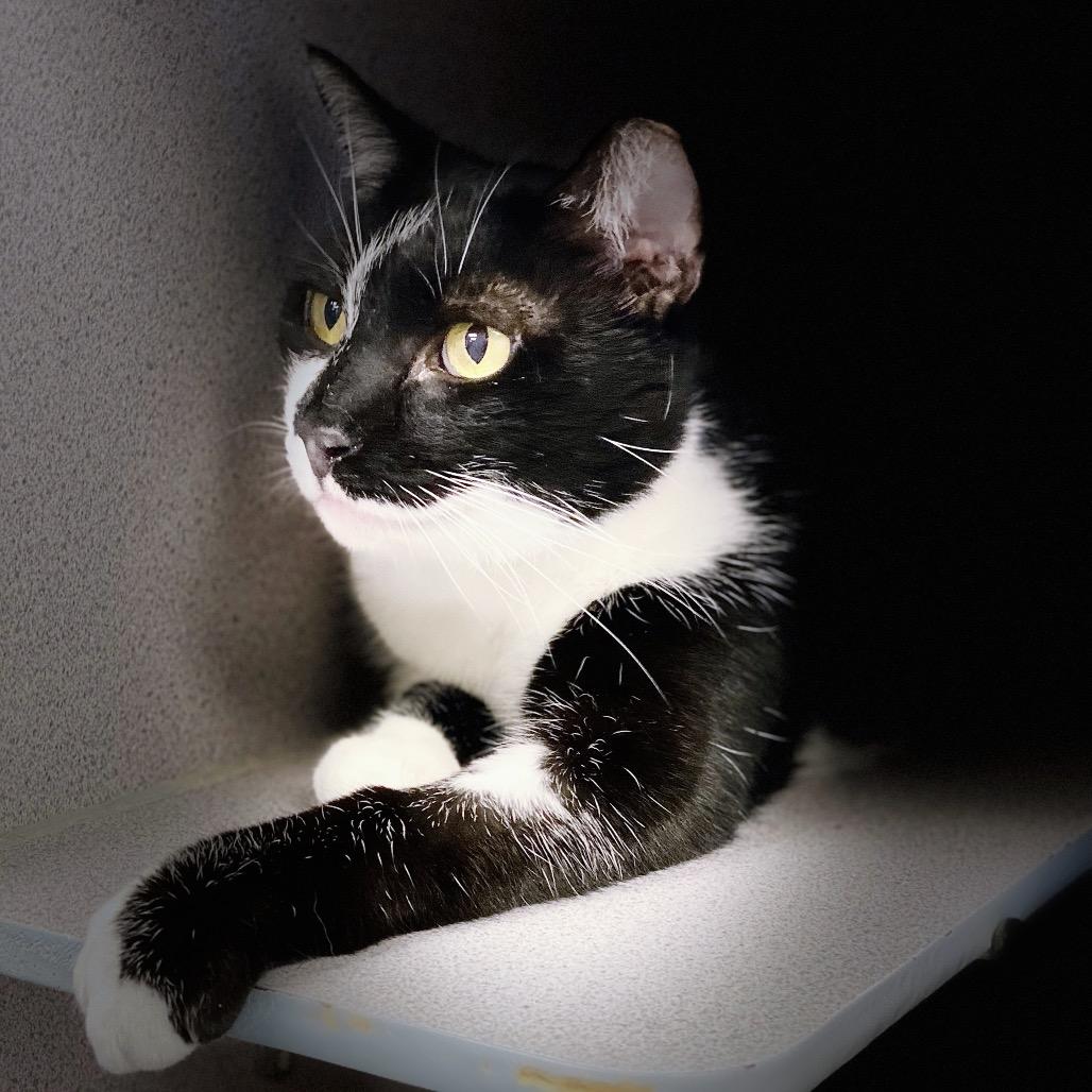 Enlarge Cagney, a Adoptable Domestic Short Hair in Huntsville, AL image 5/6