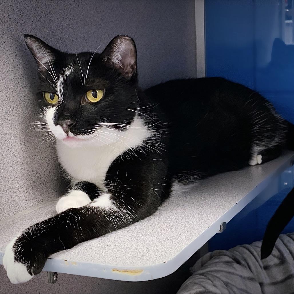 Enlarge Cagney, a Adoptable Domestic Short Hair in Huntsville, AL image 6/6