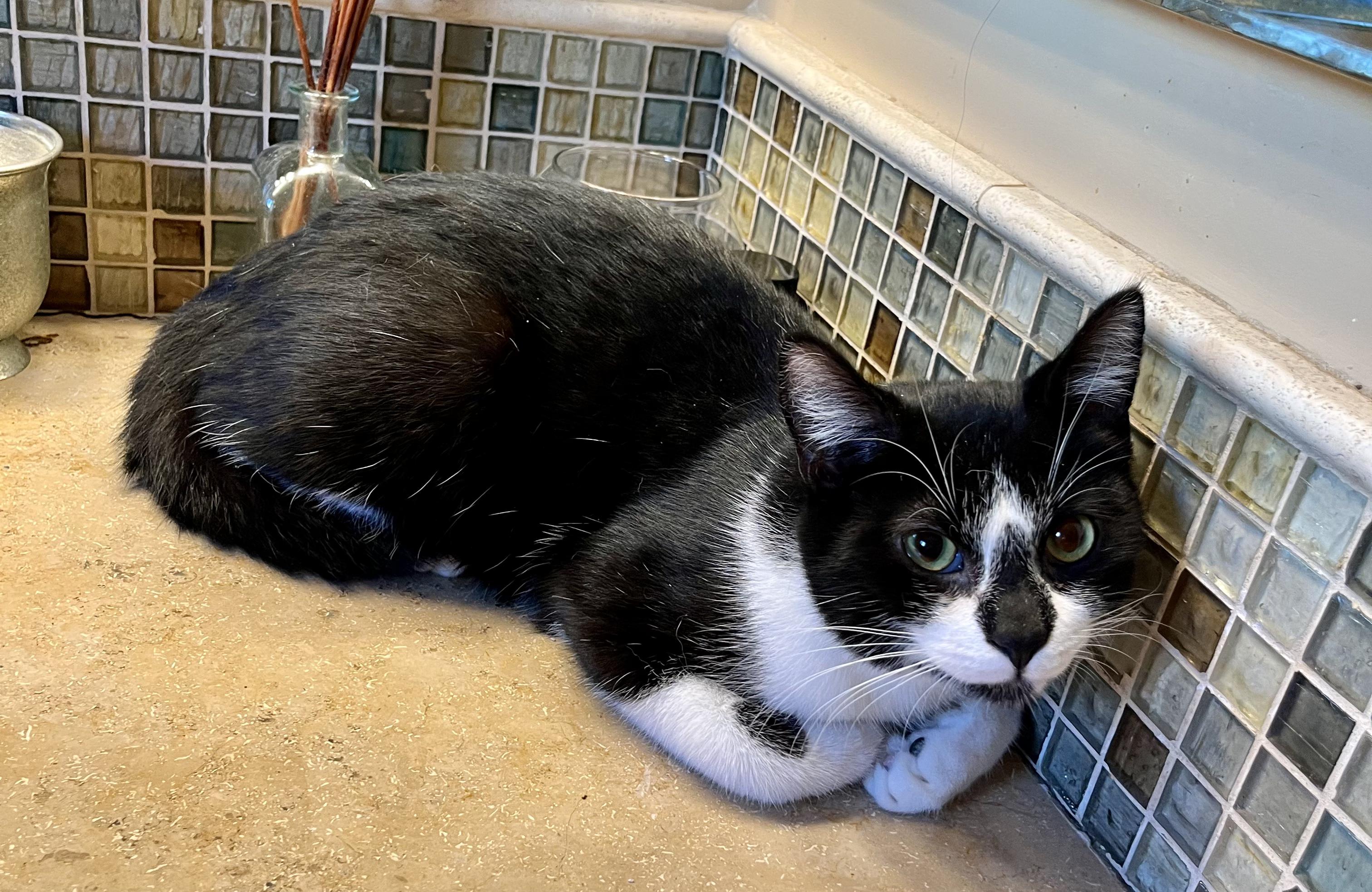 Adopt Maxwell: A Laidback American Shorthair Ready to Join Your Family!, a Adoptable American Shorthair in Tustin, CA image 2/5