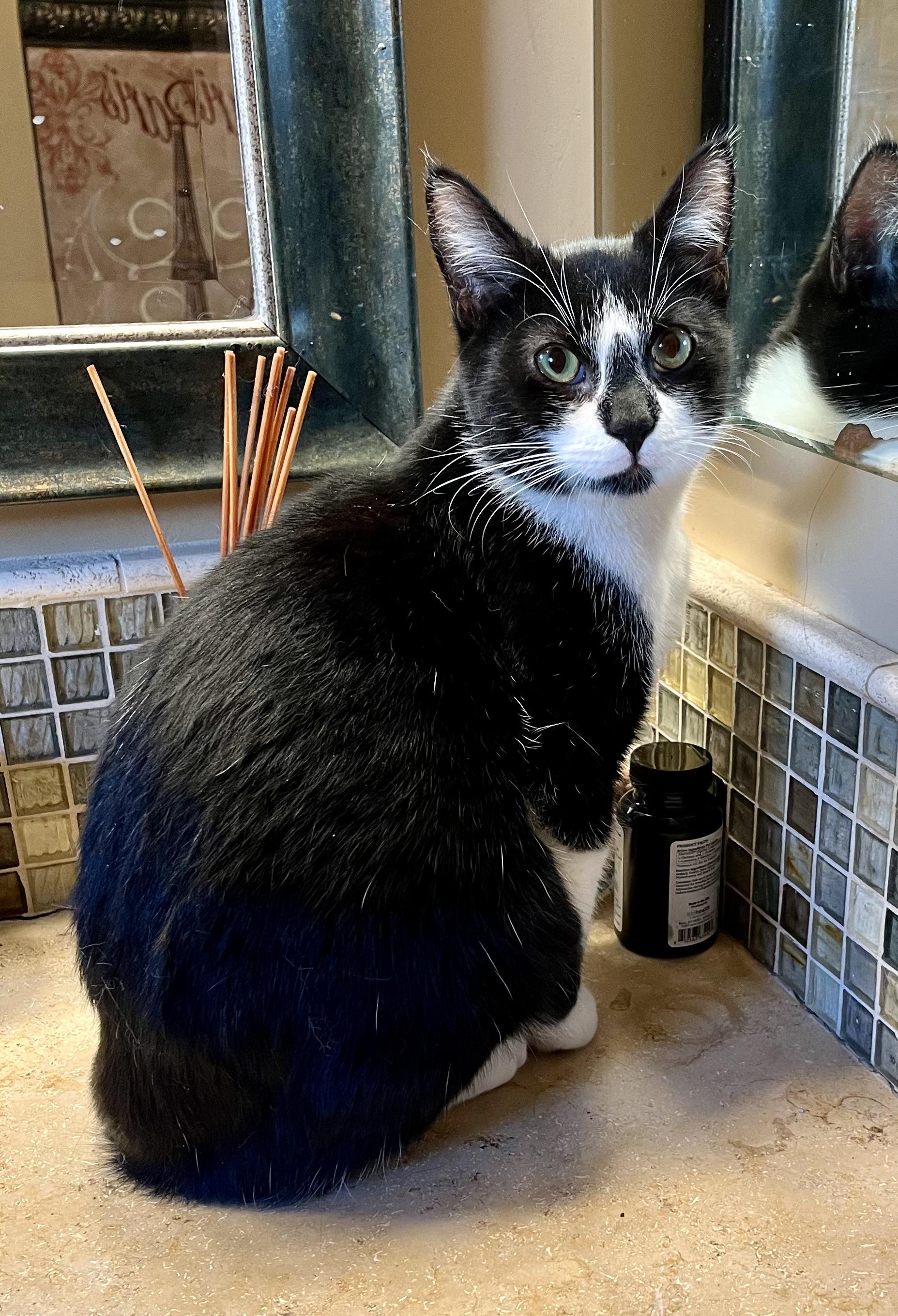 Adopt Maxwell: A Laidback American Shorthair Ready to Join Your Family!