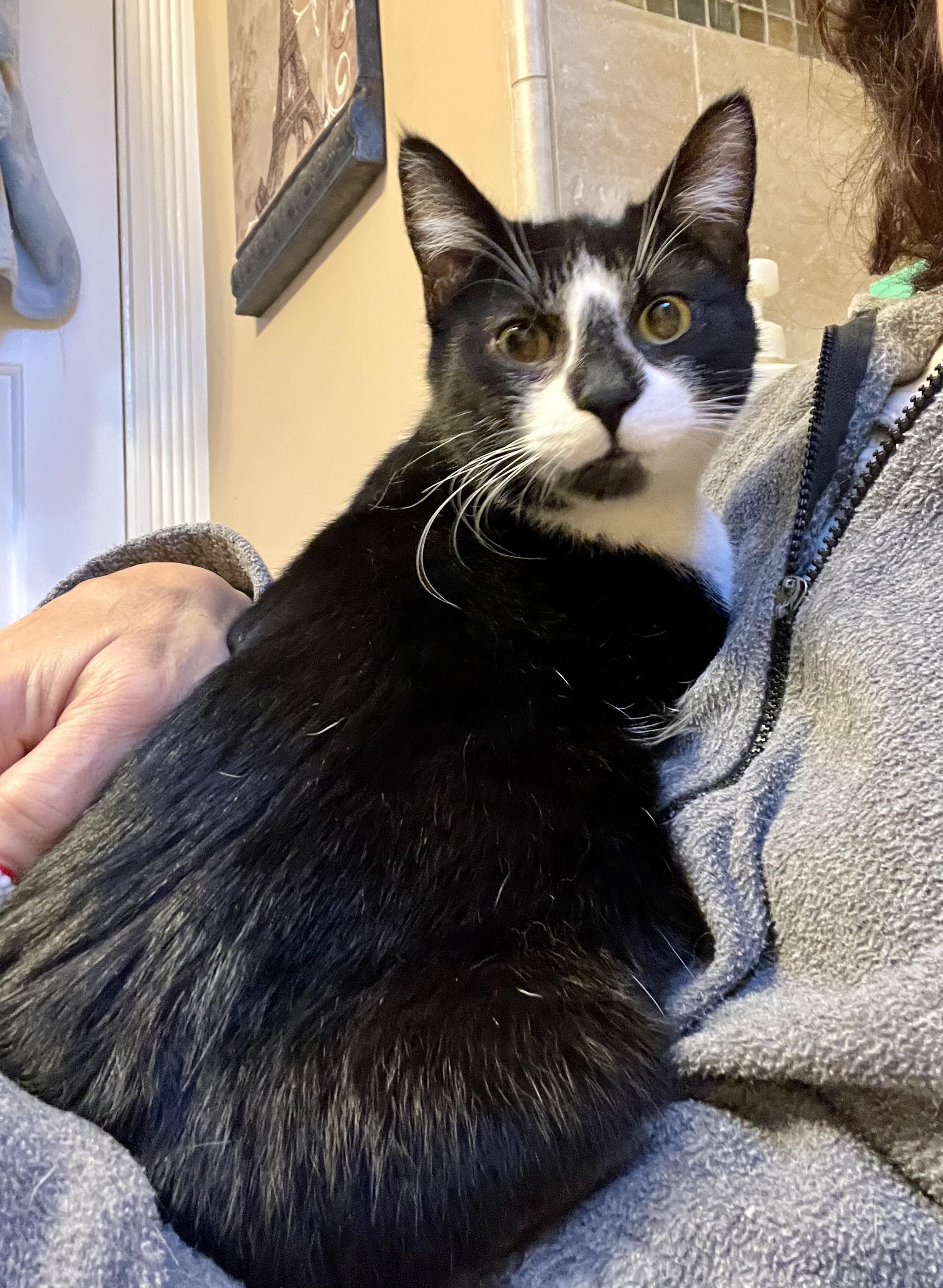 Adopt Maxwell: A Laidback American Shorthair Ready to Join Your Family!