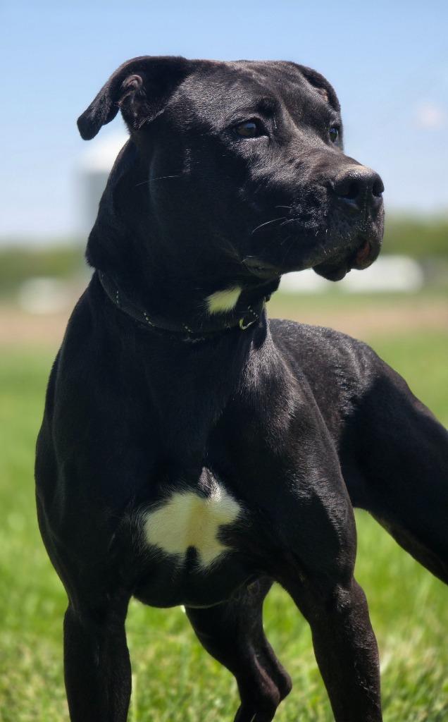 Grace, Adoptable, Young Female Labrador Retriever & Pit Bull Terrier.