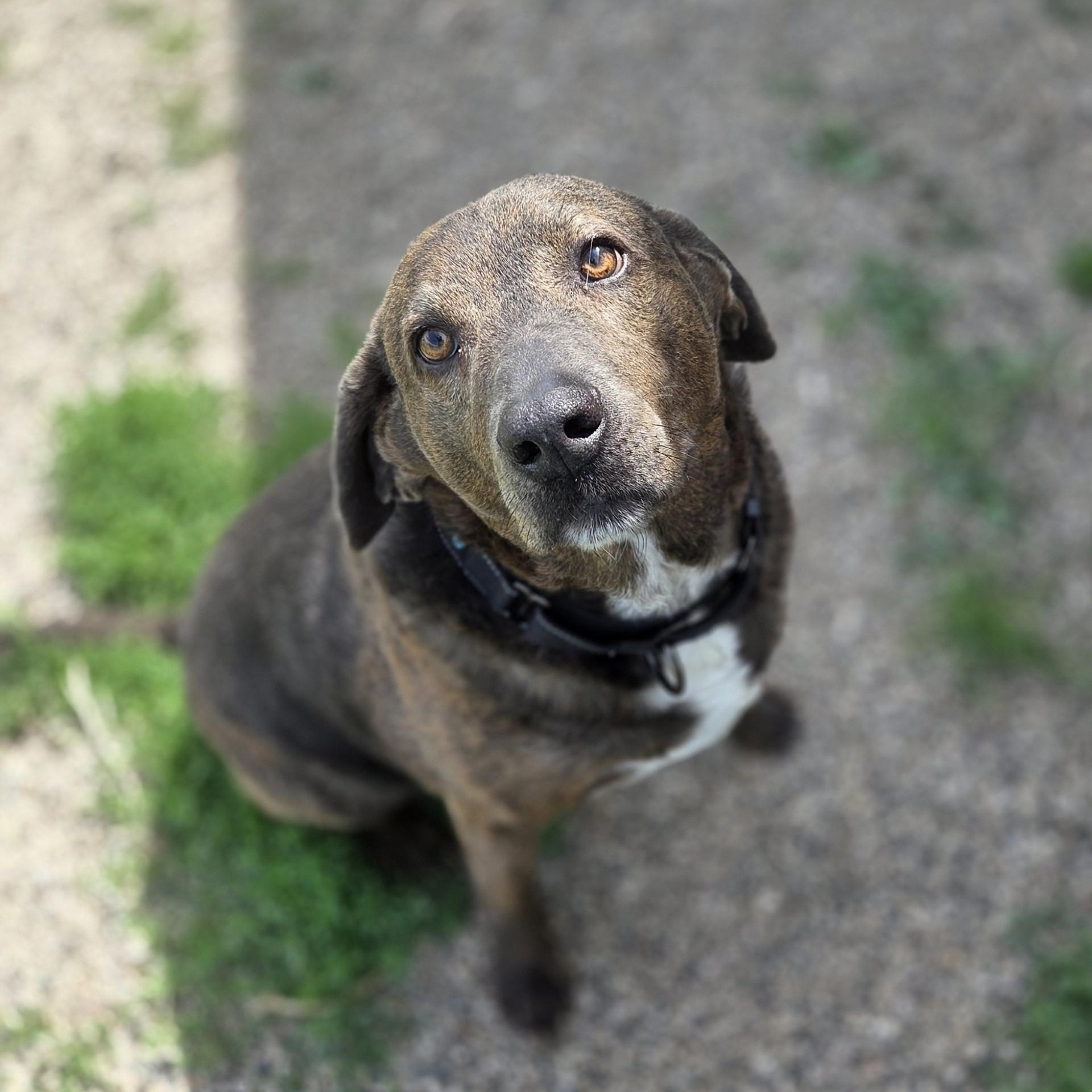 Roscoe, ADOPTABLE, Senior Male Labrador Retriever & Hound.