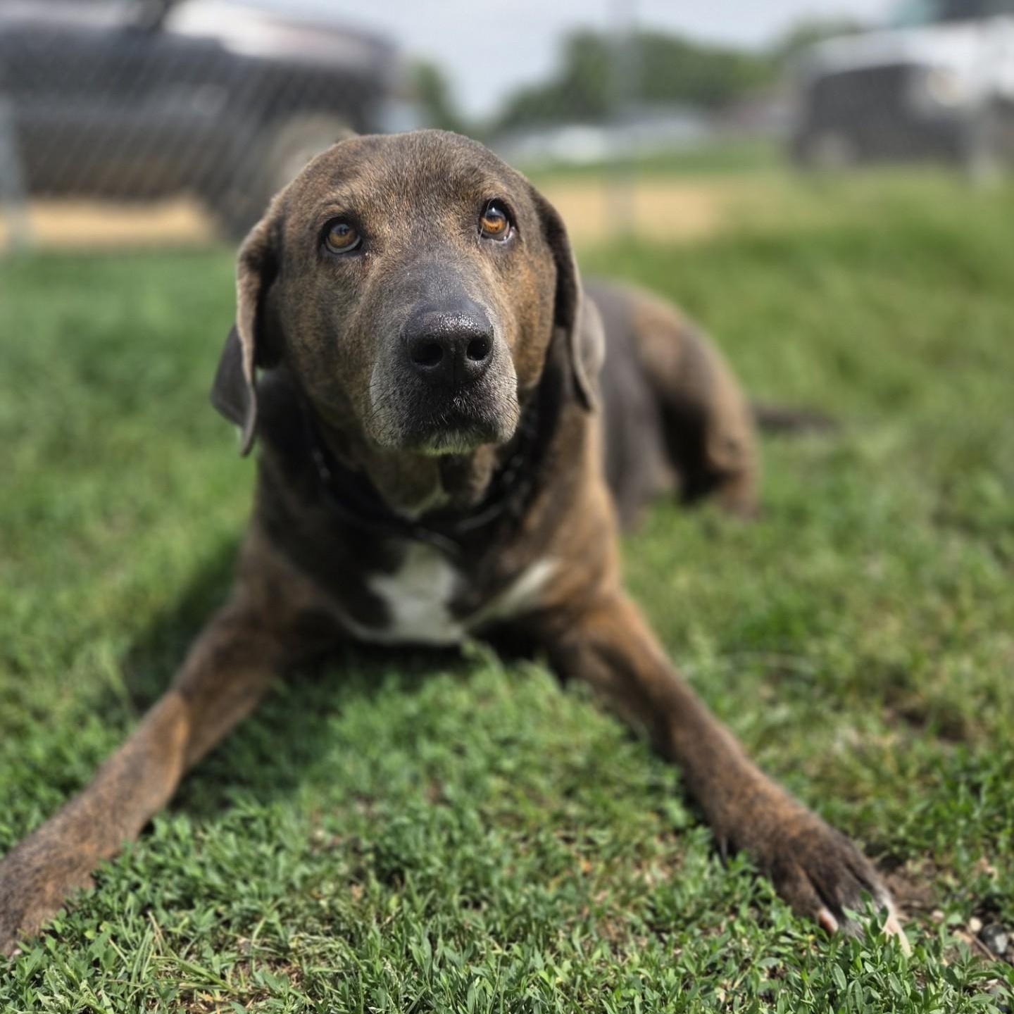 Enlarge Roscoe, a ADOPTABLE mixed breed in Brookings, SD image 3/4