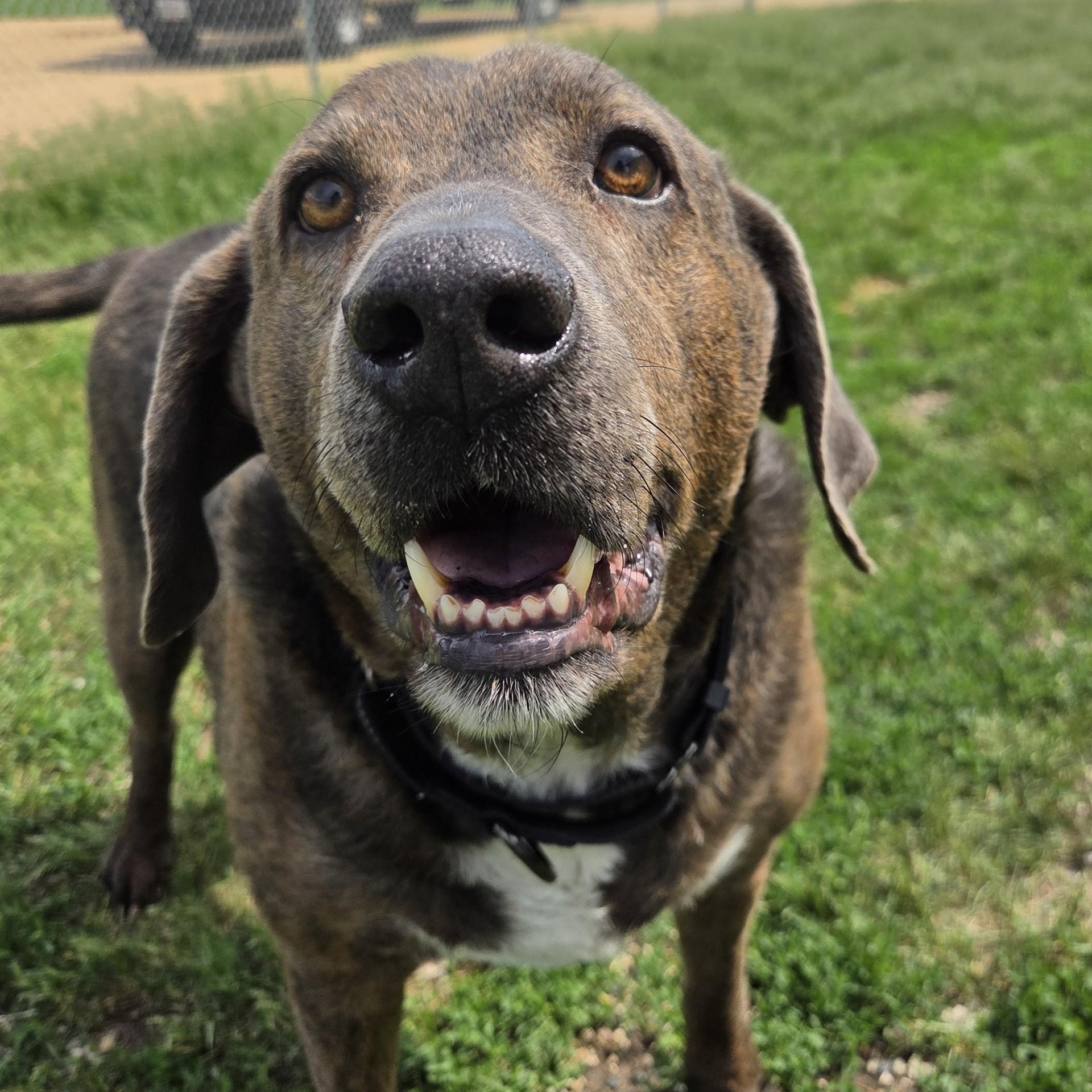 Enlarge Roscoe, a ADOPTABLE mixed breed in Brookings, SD image 2/4