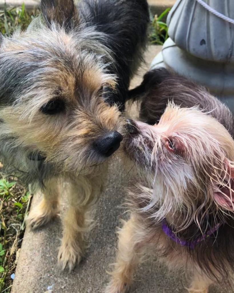 Maple, Adoptable, Adult Female Yorkshire Terrier.