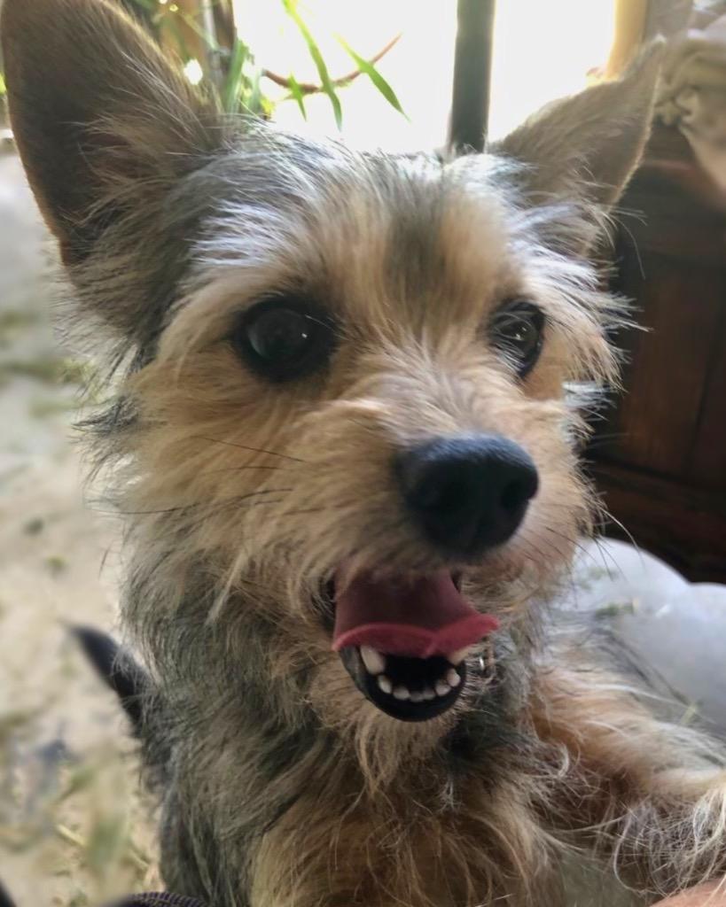 Maple, a Adoptable Yorkshire Terrier in Bryan, TX image 2/5