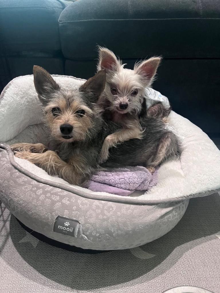Maple, a Adoptable Yorkshire Terrier in Bryan, TX image 3/5