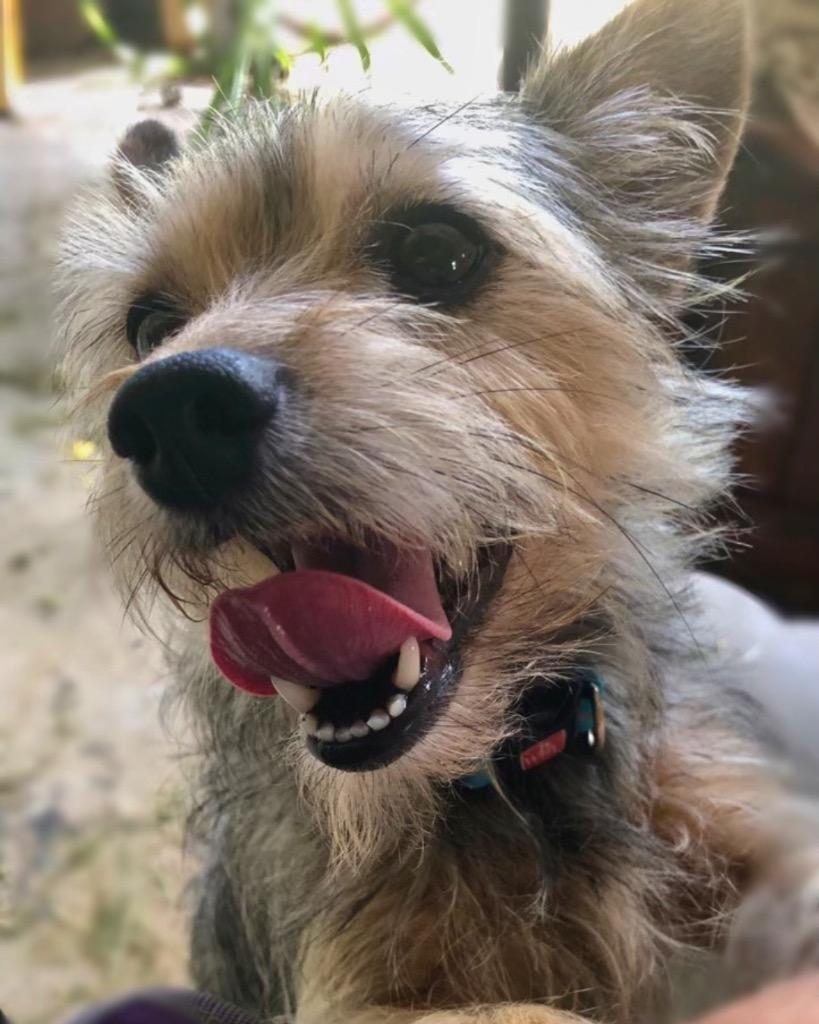 Maple, a Adoptable Yorkshire Terrier in Bryan, TX image 4/5
