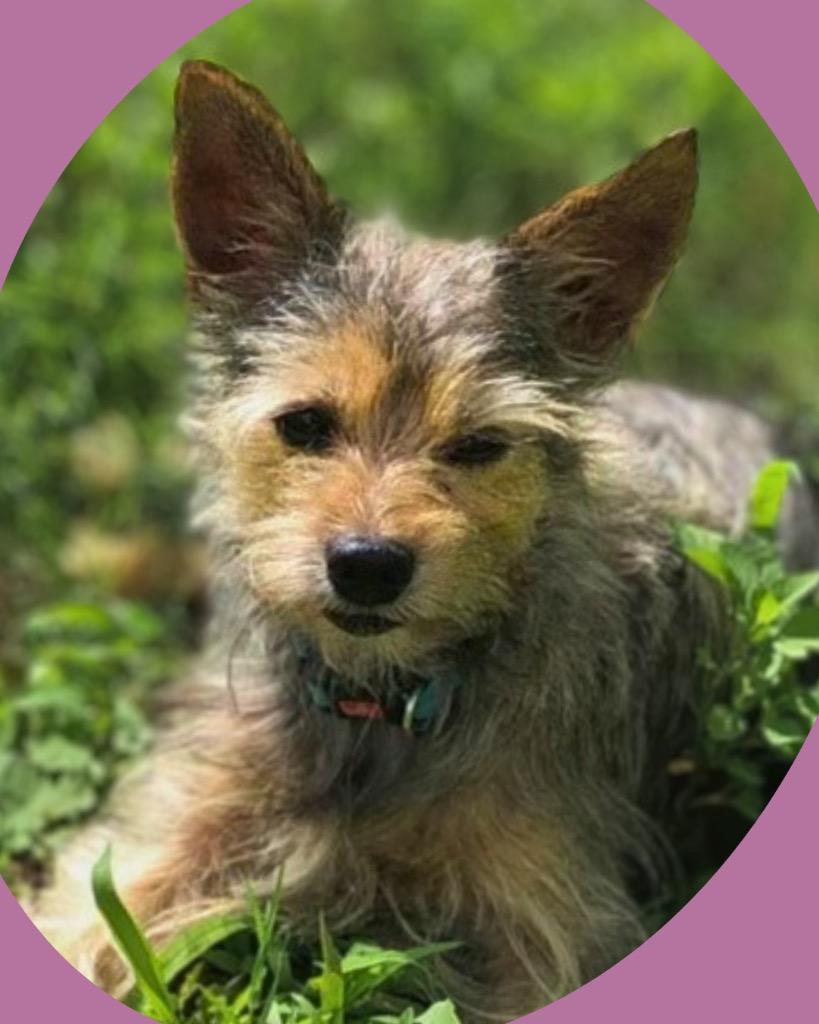 Maple, a Adoptable Yorkshire Terrier in Bryan, TX image 5/5