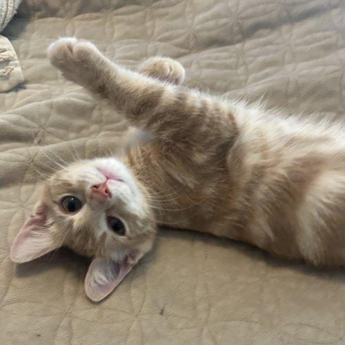 Titus, Adoptable, Kitten Male Domestic Short Hair.