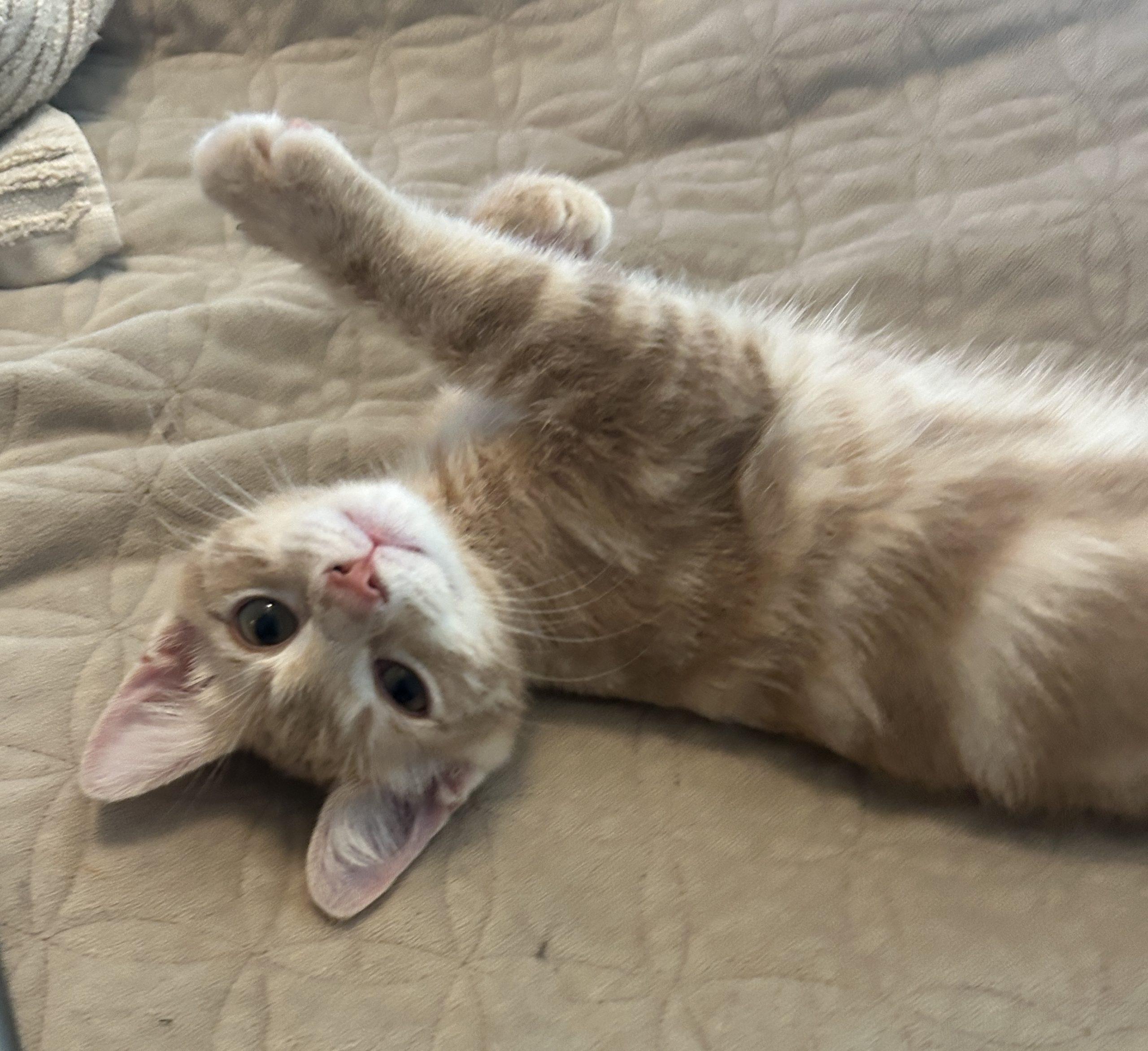 Titus, Adoptable, Young Male Domestic Short Hair.