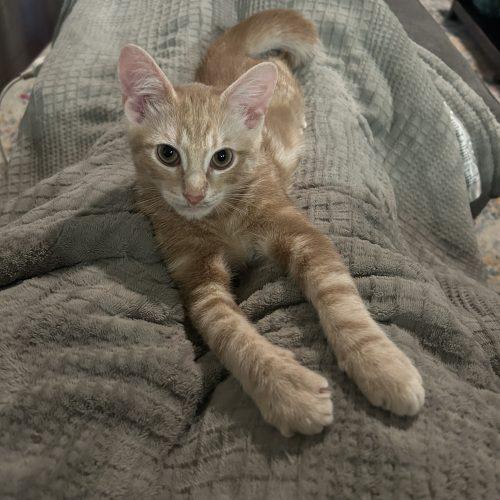 Enlarge Titus, a Adoptable Domestic Short Hair in Gaithersburg, MD image 2/3