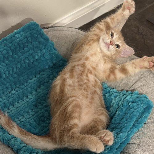 Enlarge Titus, a Adoptable Domestic Short Hair in Gaithersburg, MD image 3/3