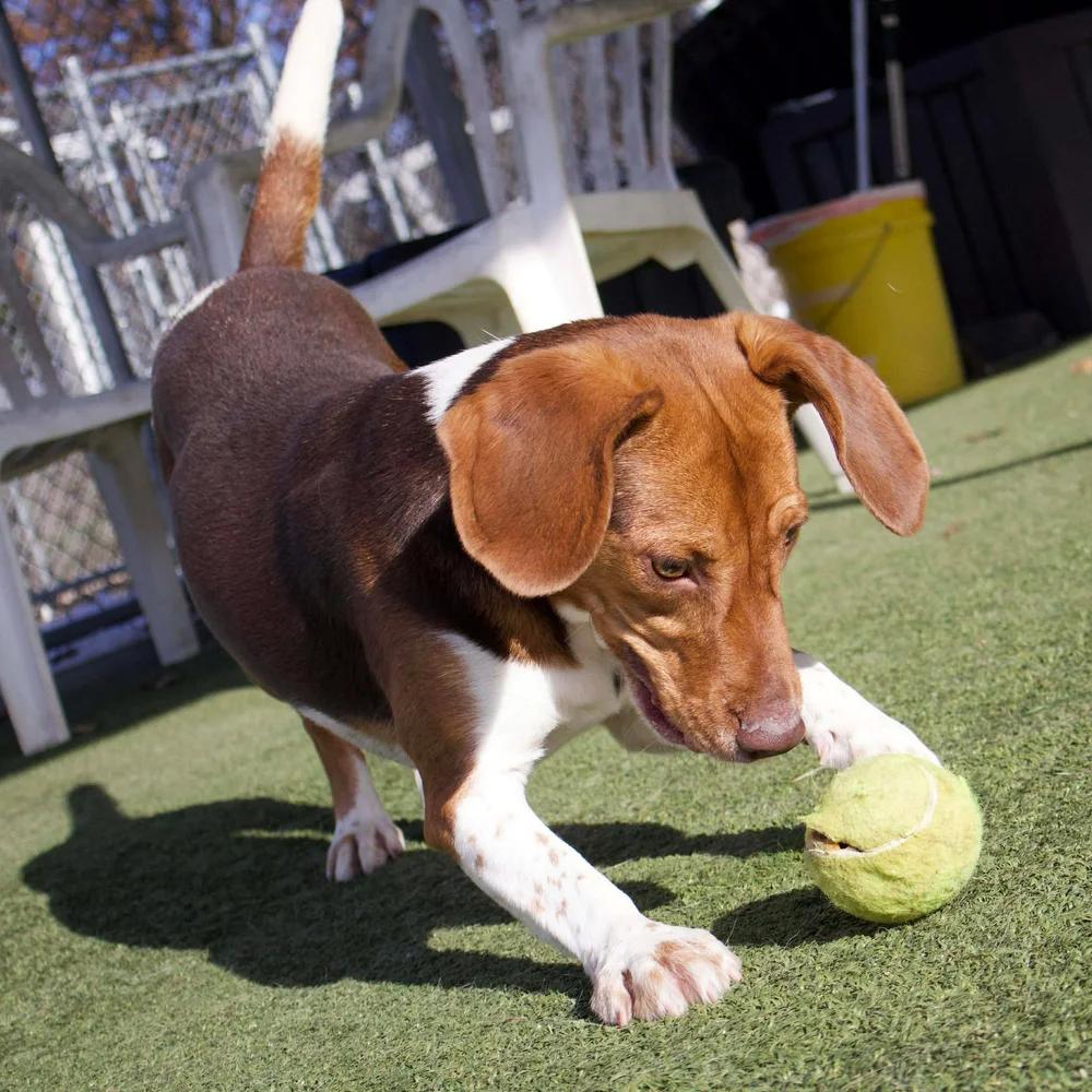 Duffy — thumbnail 2