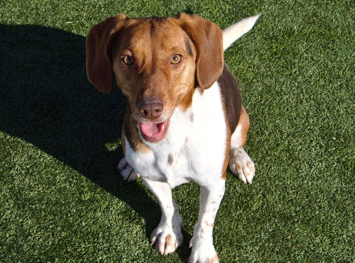 Duffy — thumbnail 4