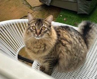 Enlarge Linx, a Adoptable mixed breed in Walnut Creek, CA image 1/2