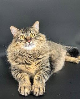 Enlarge Linx, a Adoptable mixed breed in Walnut Creek, CA image 2/2
