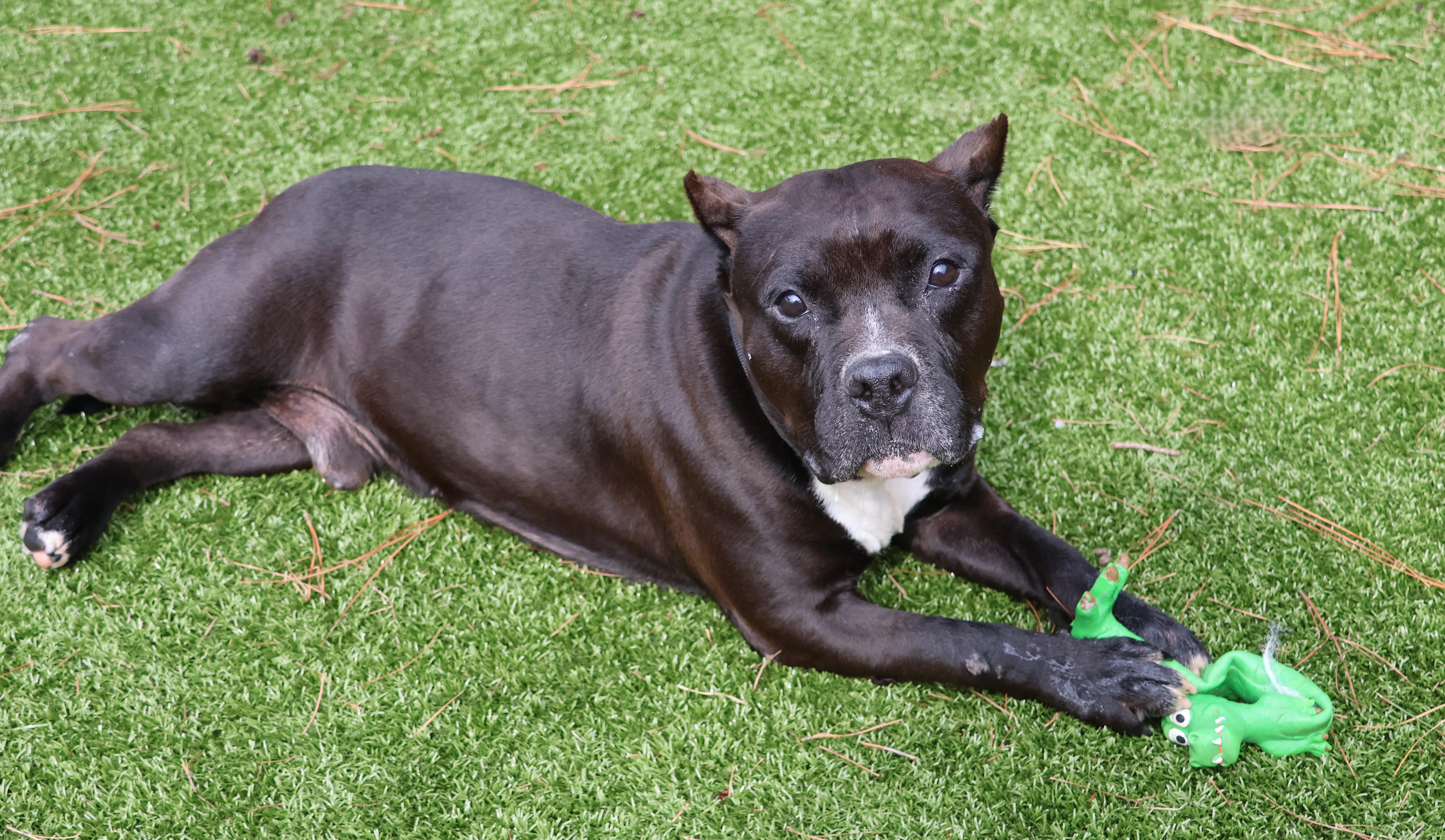 Odin, an adoptable Mixed Breed in Athens, GA image 6/6