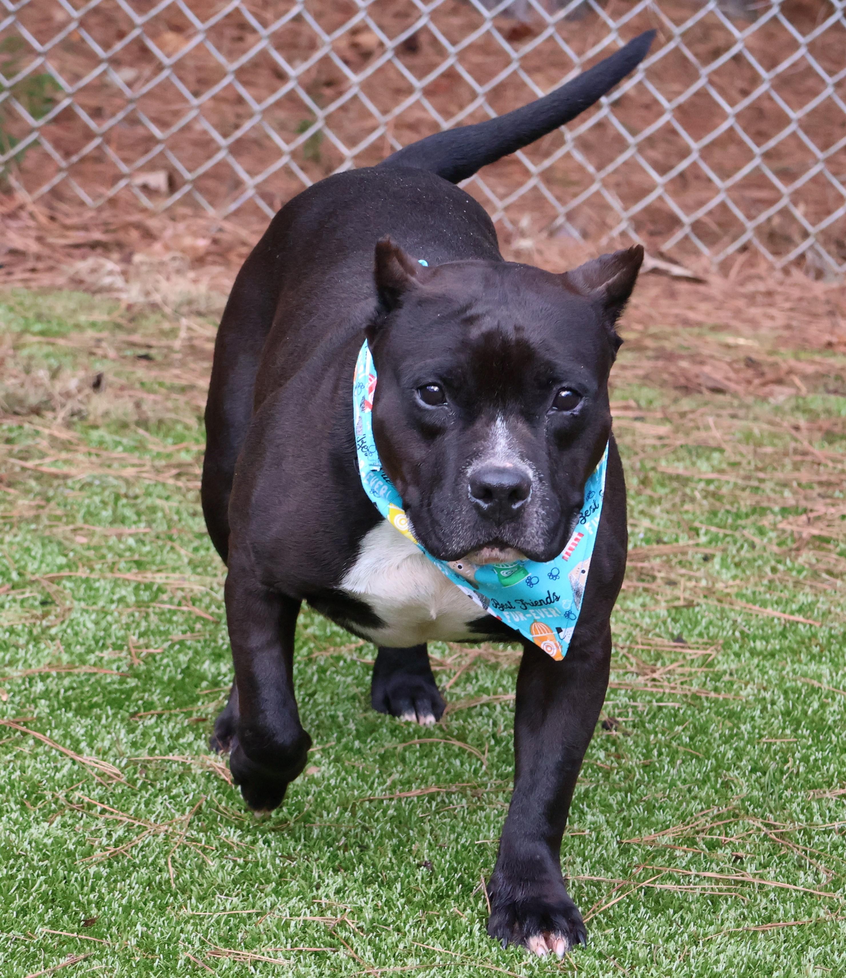 Odin, an adoptable Mixed Breed in Athens, GA image 4/6