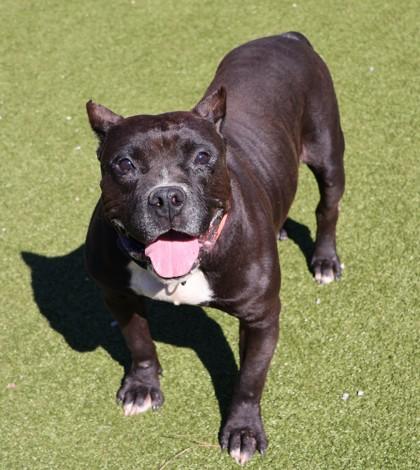 Odin, an adoptable Mixed Breed in Athens, GA image 5/6