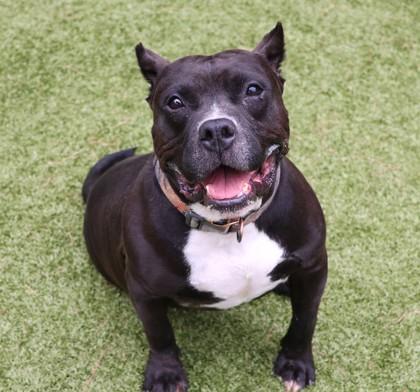 Odin, an adoptable Mixed Breed in Athens, GA image 3/6