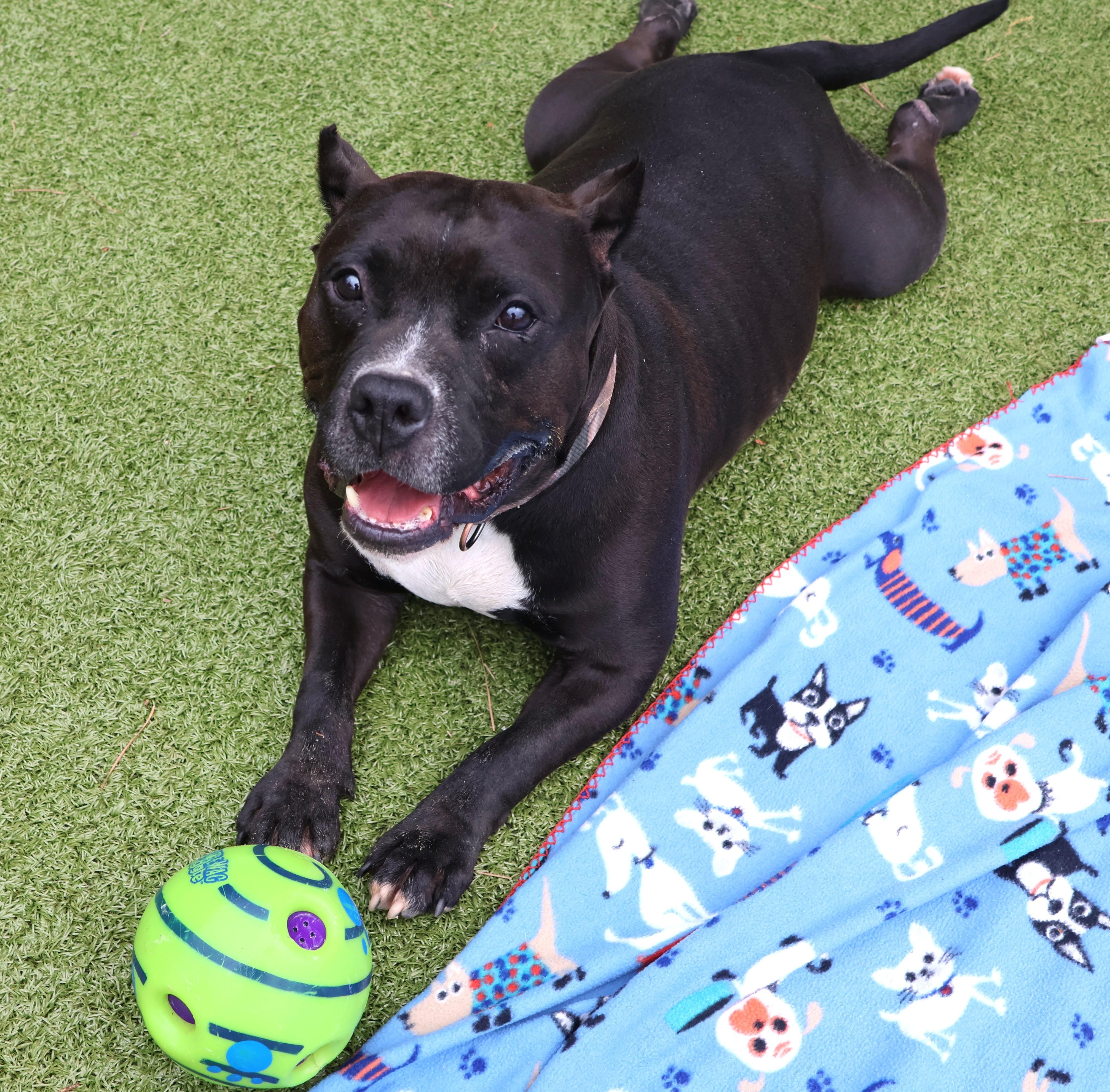 Odin, an adoptable Mixed Breed in Athens, GA image 2/6