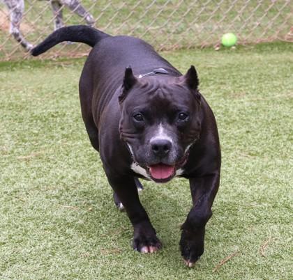 Odin, an adoptable Mixed Breed in Athens, GA image 1/6