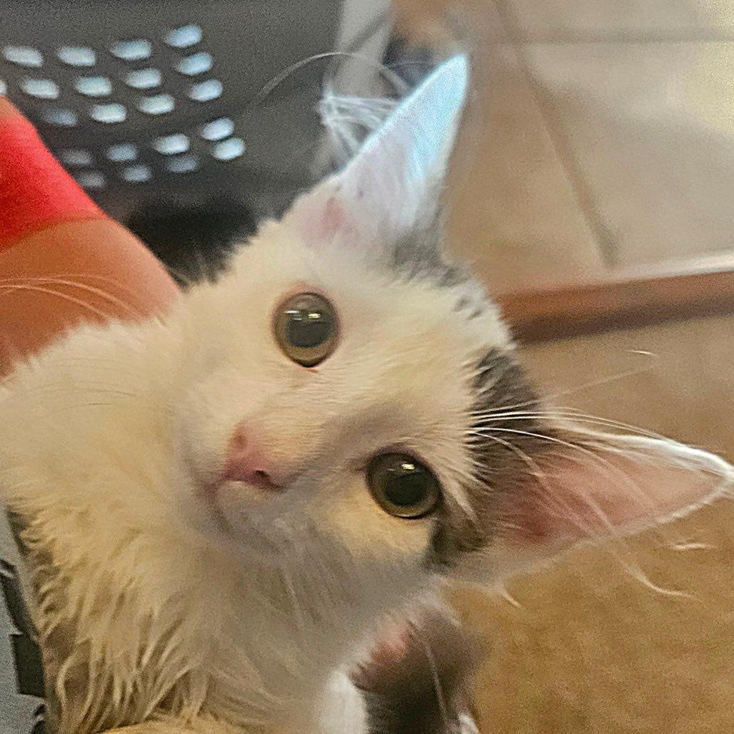 Enlarge Bellatrix, a Adoptable Domestic Short Hair in Winchester, VA image 1/5