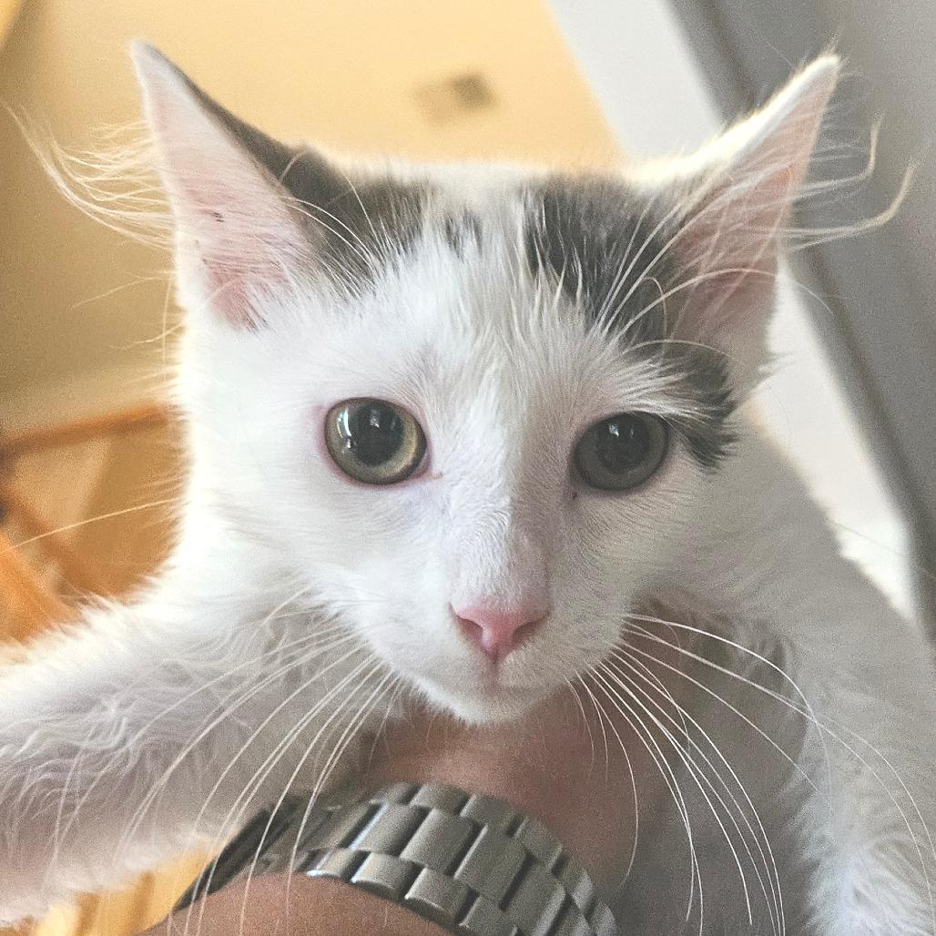 Enlarge Bellatrix, a Adoptable Domestic Short Hair in Winchester, VA image 3/5