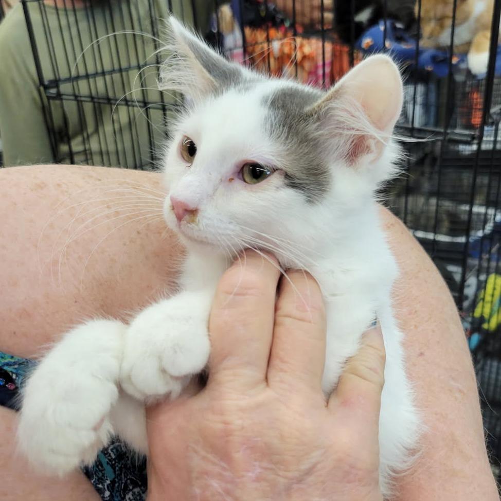Enlarge Bellatrix, a Adoptable Domestic Short Hair in Winchester, VA image 4/5