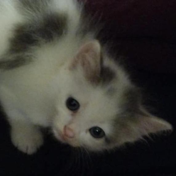 Enlarge Bellatrix, a Adoptable Domestic Short Hair in Winchester, VA image 5/5