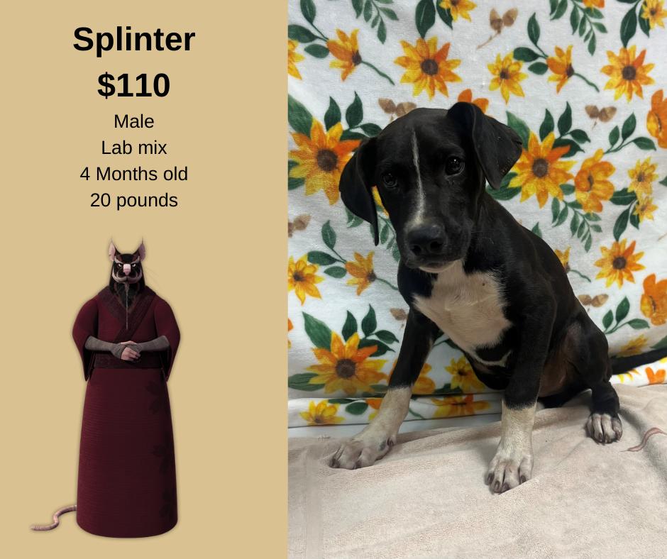 Enlarge Splinter, a Adoptable mixed breed in Decatur, AL image 1/1