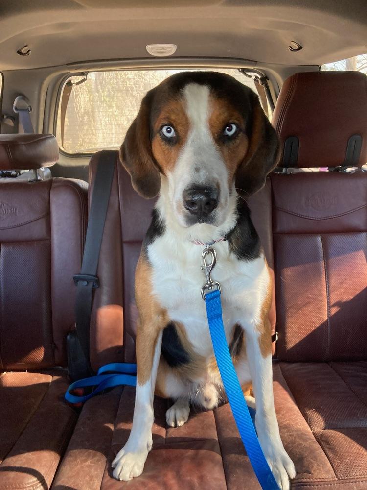 Enlarge Quero, a Adopted mixed breed in Brookshire, TX image 1/1