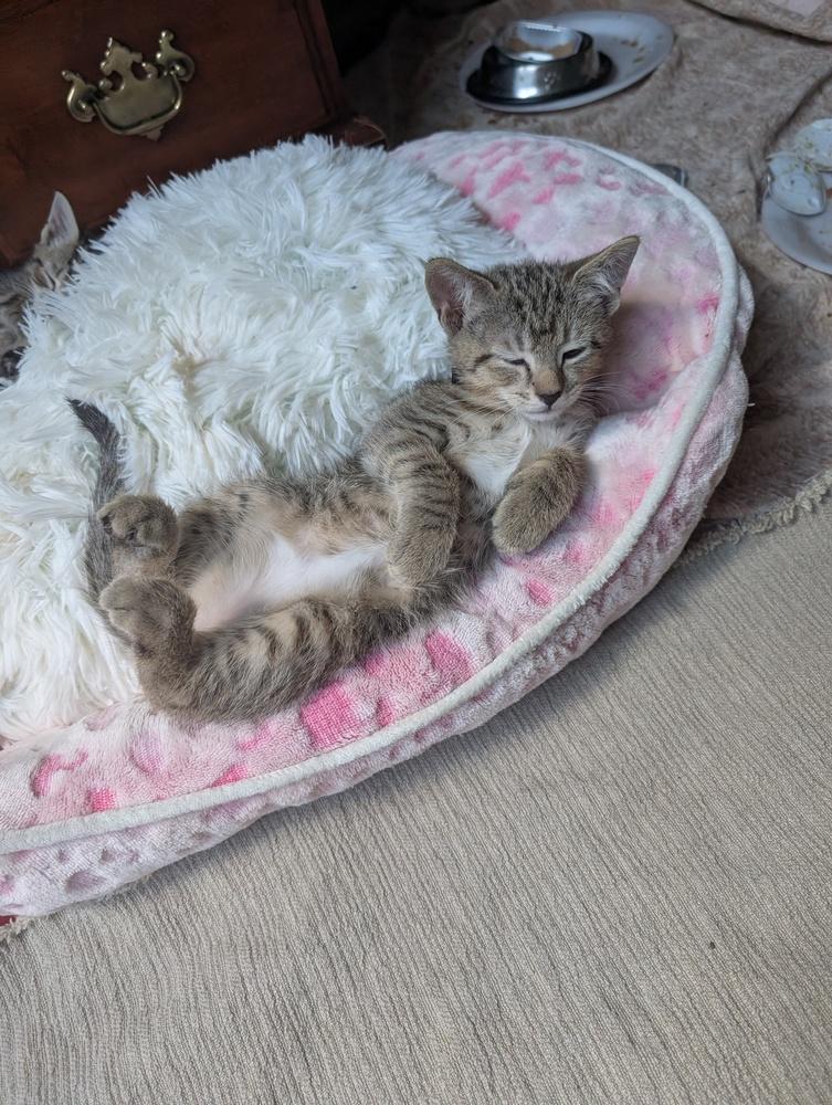 Koopa, Adoptable, Kitten Male Tabby & Domestic Short Hair.