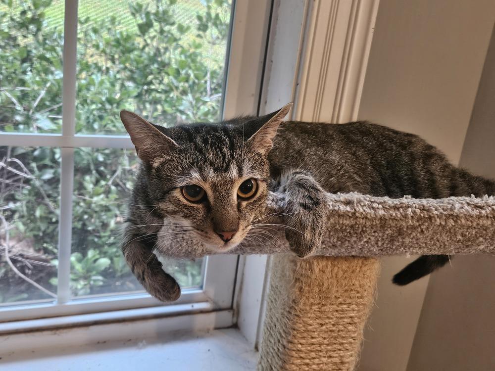 Koopa, Adoptable, Kitten Male Tabby & Domestic Short Hair.