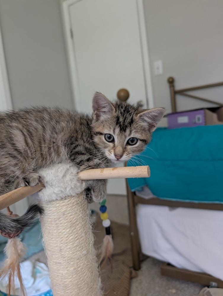 Enlarge Koopa, a Adoptable mixed breed in Greensboro, NC image 2/5