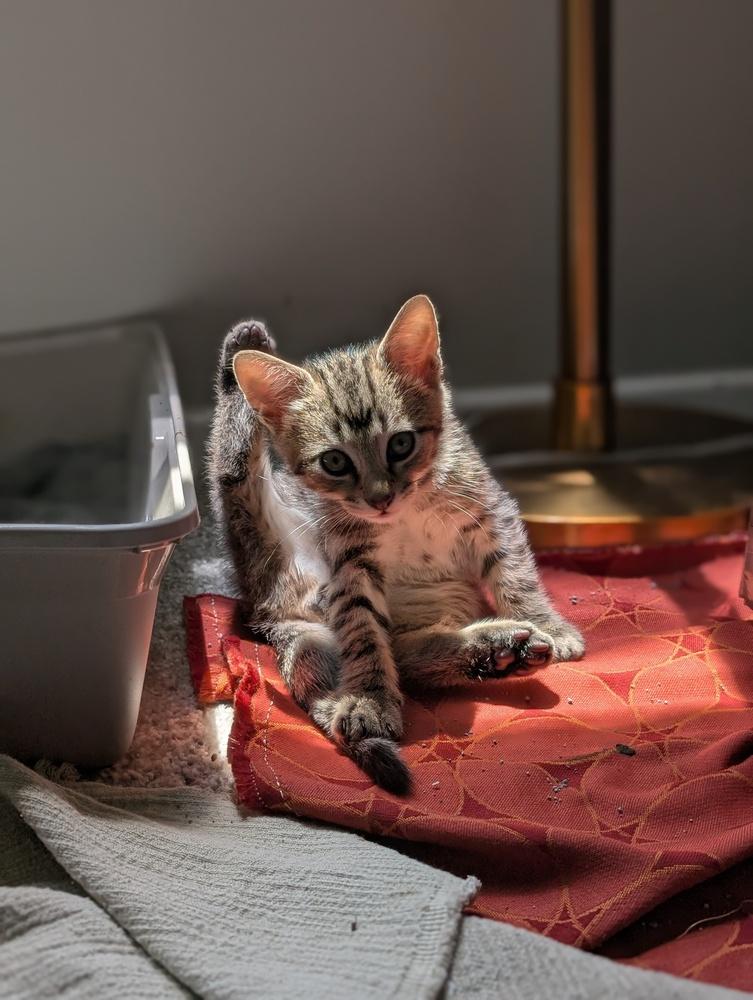 Enlarge Koopa, a Adoptable mixed breed in Greensboro, NC image 3/5